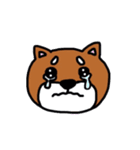 まいにち柴さん（個別スタンプ：12）