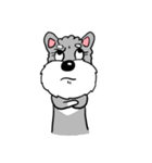 Schnauzer Gucci (Practical-Part1)（個別スタンプ：4）