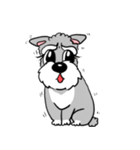 Schnauzer Gucci (Practical-Part1)（個別スタンプ：28）