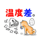 我が家の柴犬と白猫。（個別スタンプ：6）