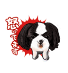 まゆ犬健太（生活編vol.2）（個別スタンプ：13）