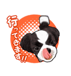 まゆ犬健太（生活編vol.2）（個別スタンプ：15）