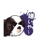 まゆ犬健太（生活編vol.2）（個別スタンプ：19）