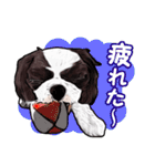 まゆ犬健太（生活編vol.2）（個別スタンプ：20）