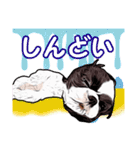 まゆ犬健太（生活編vol.2）（個別スタンプ：22）
