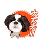 まゆ犬健太（生活編vol.2）（個別スタンプ：24）