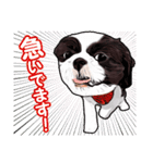 まゆ犬健太（生活編vol.2）（個別スタンプ：26）