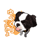 まゆ犬健太（生活編vol.2）（個別スタンプ：29）