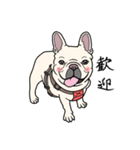 French bulldog  Chinese  Sticker（個別スタンプ：1）