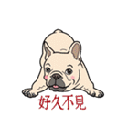 French bulldog  Chinese  Sticker（個別スタンプ：13）