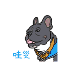 French bulldog  Chinese  Sticker（個別スタンプ：19）