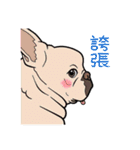 French bulldog  Chinese  Sticker（個別スタンプ：27）