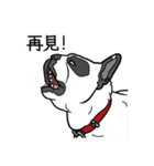 French bulldog  Chinese  Sticker（個別スタンプ：34）