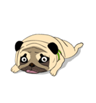 Mao Whatta Pug（個別スタンプ：40）