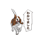 バセットハウンド (犬)6（個別スタンプ：3）