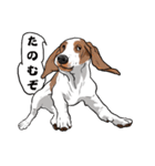 バセットハウンド (犬)6（個別スタンプ：19）