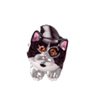 Shiny cat Koume（個別スタンプ：1）