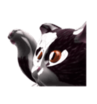Shiny cat Koume（個別スタンプ：3）