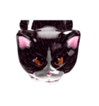 Shiny cat Koume（個別スタンプ：25）