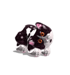 Shiny cat Koume（個別スタンプ：37）