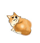 Corgi Corgi EN（個別スタンプ：20）