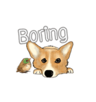 Corgi Corgi EN（個別スタンプ：23）