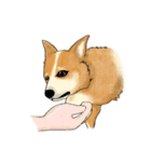 Corgi Corgi EN（個別スタンプ：33）