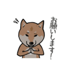 日本語を操る柴犬（個別スタンプ：22）