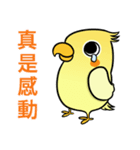 Sunshine the Cockatiel（個別スタンプ：1）