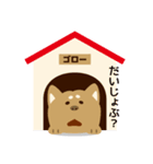 柴犬のゴロー（個別スタンプ：19）