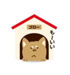 柴犬のゴロー（個別スタンプ：21）