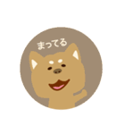 柴犬のゴロー（個別スタンプ：39）