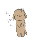 ●○トイプードル【よく使う言葉】○●（個別スタンプ：7）