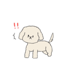 ●○トイプードル【よく使う言葉】○●（個別スタンプ：10）