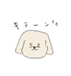 ●○トイプードル【よく使う言葉】○●（個別スタンプ：13）