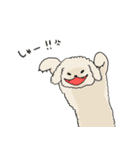 ●○トイプードル【よく使う言葉】○●（個別スタンプ：19）