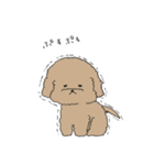 ●○トイプードル【よく使う言葉】○●（個別スタンプ：36）