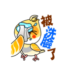 cute cockatiel 1（個別スタンプ：26）