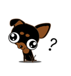 Cute Choc chip (Chiwawa dog)（個別スタンプ：1）