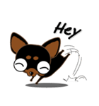 Cute Choc chip (Chiwawa dog)（個別スタンプ：7）