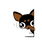 Cute Choc chip (Chiwawa dog)（個別スタンプ：11）