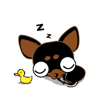 Cute Choc chip (Chiwawa dog)（個別スタンプ：12）