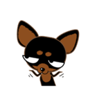 Cute Choc chip (Chiwawa dog)（個別スタンプ：15）