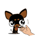 Cute Choc chip (Chiwawa dog)（個別スタンプ：17）