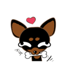 Cute Choc chip (Chiwawa dog)（個別スタンプ：19）