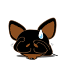 Cute Choc chip (Chiwawa dog)（個別スタンプ：23）