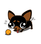 Cute Choc chip (Chiwawa dog)（個別スタンプ：28）