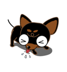 Cute Choc chip (Chiwawa dog)（個別スタンプ：33）