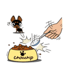 Cute Choc chip (Chiwawa dog)（個別スタンプ：38）