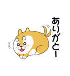 癒し犬 豆柴 マメ太（個別スタンプ：3）